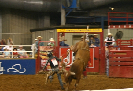 Bull Rider tossed
